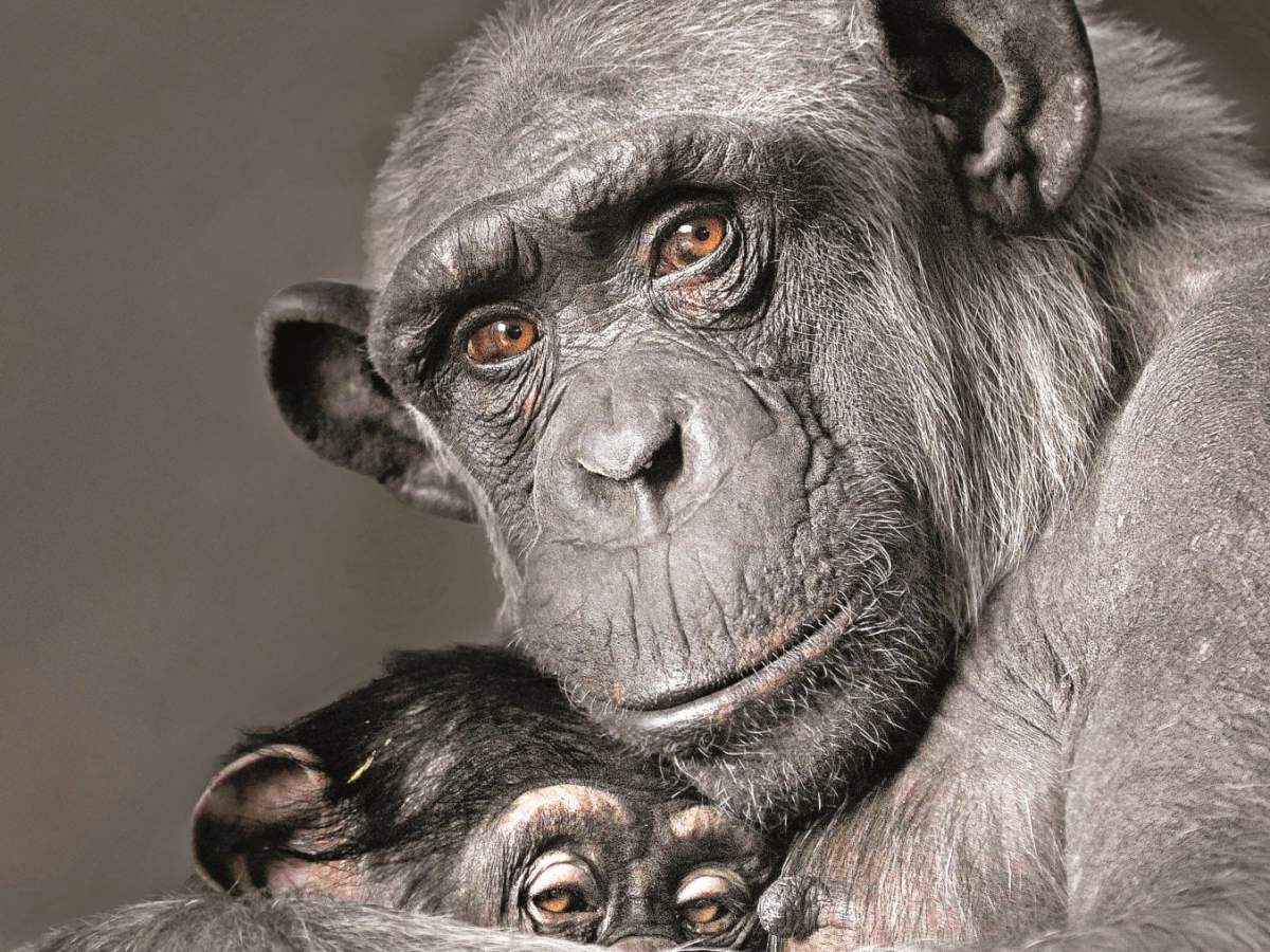 L’ultimo abbraccio, le emozioni degli&nbsp;animali