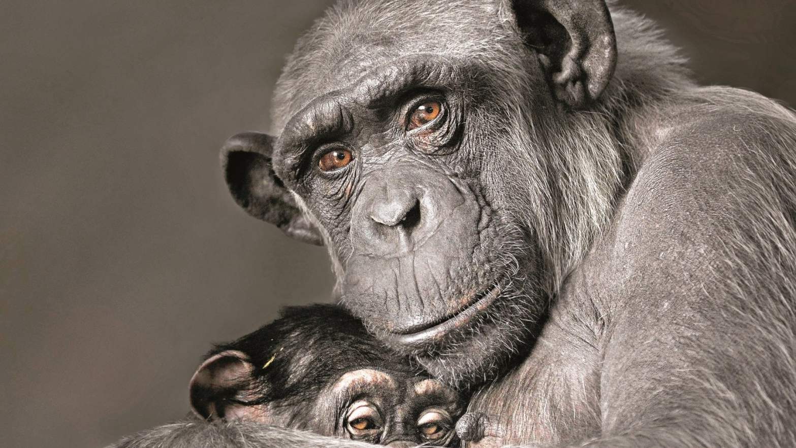 L’ultimo abbraccio, le emozioni degli animali